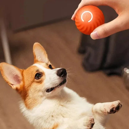 Pelota Interactiva para Mascotas | PetGravity